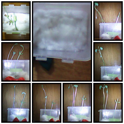 Bu da çok su verdiğim fasülye.Bu daha çok büyüdü